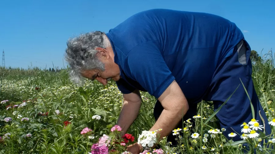 Mujica além do Fusca Azul
